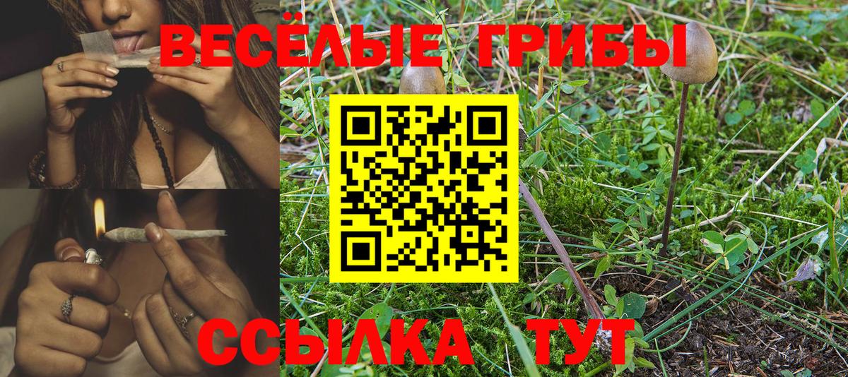Дубна  Галлюциногенные грибы Psilocybine cubensis  Вход с VPN 